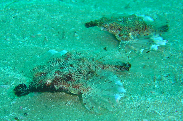 Sea Moths Inhambane by Paul.jpg