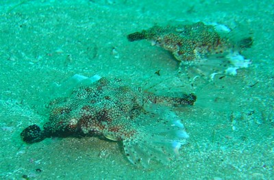 Sea Moths Inhambane by Paul.jpg