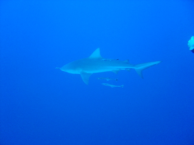 Zambezi Pinnacles.jpg